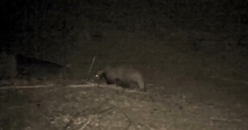 Meles meles w Karkonoszach