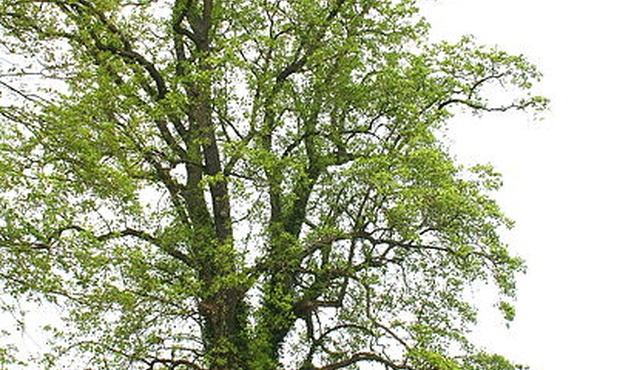 Tulipanowiec amerykański