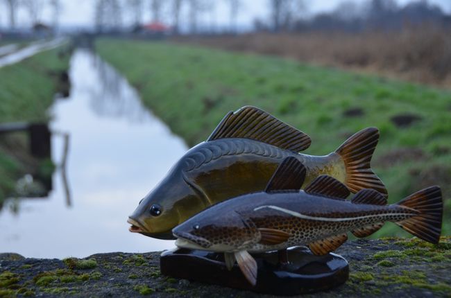 Spróbuj świętokrzyskiego karpia