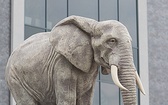 Przed siedzibą firmy. Słonie, znak firmowy Bruk-Betu, spotykamy w Niecieczy na każdym kroku. Zwierzęta trafiły nawet  do klubowego hymnu
