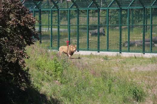 Lwice z gdańskiego ZOO są w ciąży 