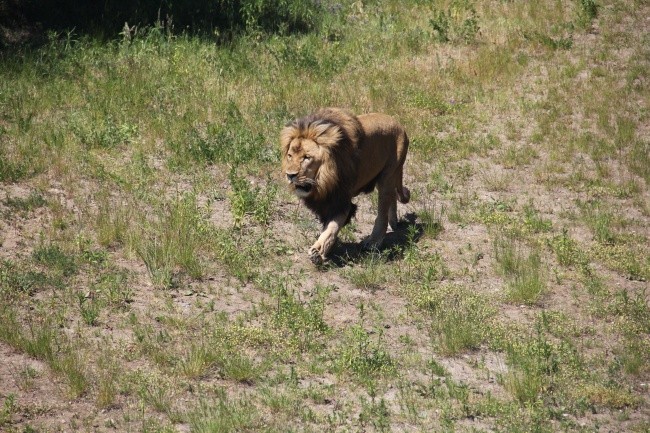 Lwice z gdańskiego ZOO są w ciąży 