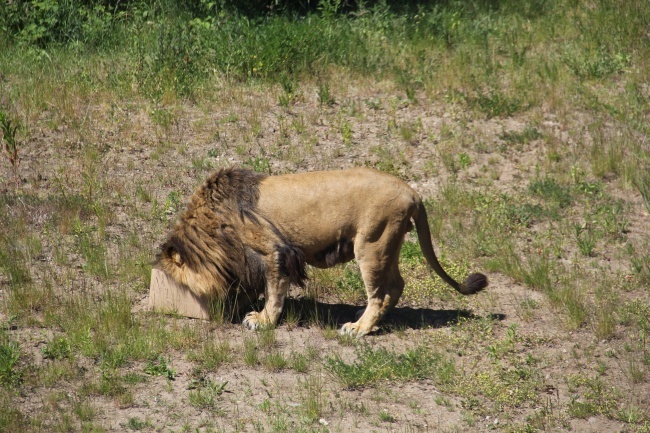 Lwice z gdańskiego ZOO są w ciąży 