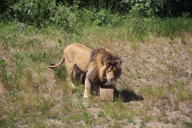 Lwice z gdańskiego ZOO są w ciąży 