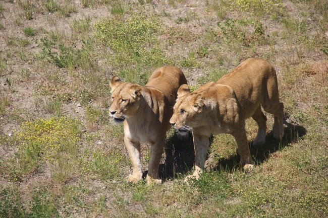 Lwice z gdańskiego ZOO są w ciąży 