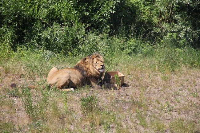 Lwice z gdańskiego ZOO są w ciąży 