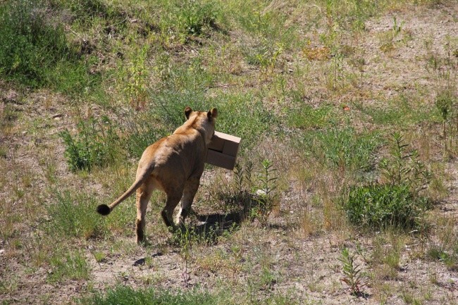 Lwice z gdańskiego ZOO są w ciąży 