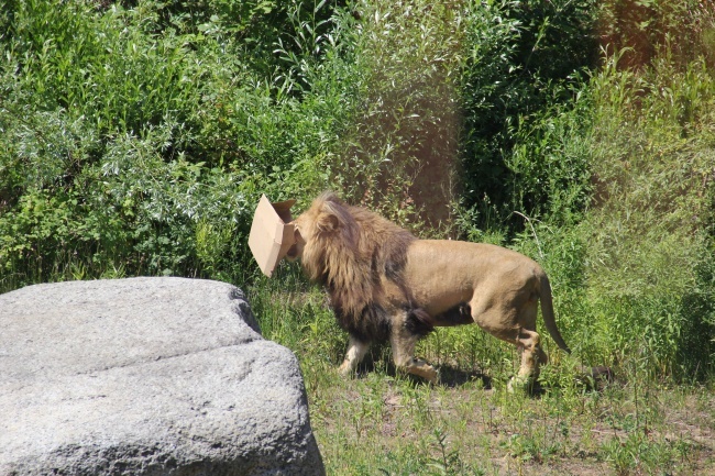 Lwice z gdańskiego ZOO są w ciąży 