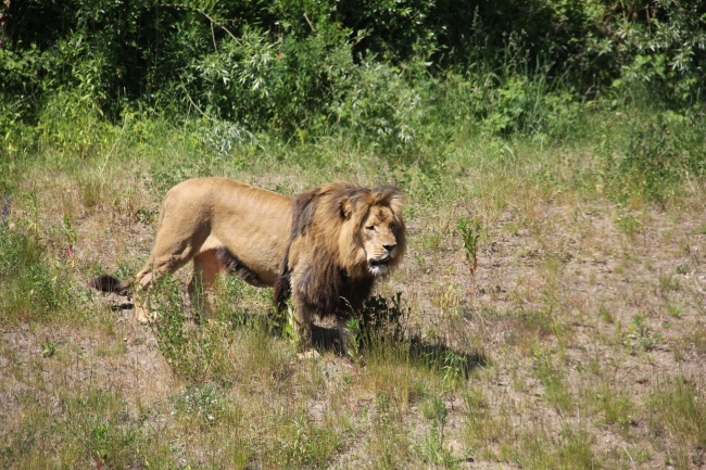 Lwice z gdańskiego ZOO są w ciąży 