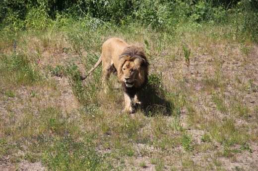 Lwice z gdańskiego ZOO są w ciąży 