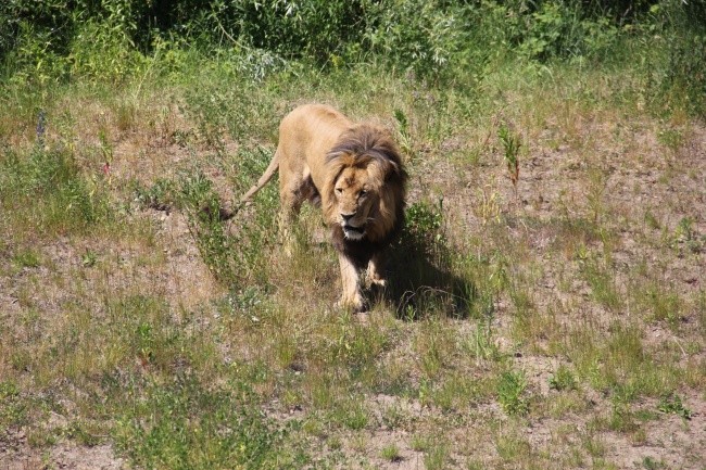 Lwice z gdańskiego ZOO są w ciąży 