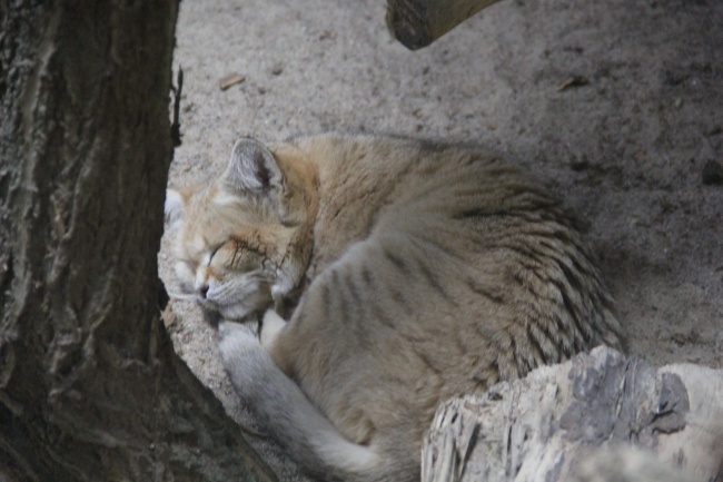 Lwice z gdańskiego ZOO są w ciąży 