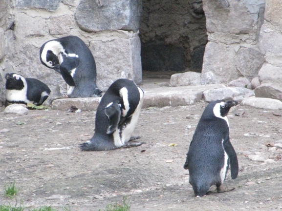 Lwice z gdańskiego ZOO są w ciąży 