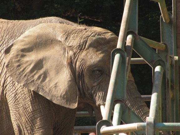 Lwice z gdańskiego ZOO są w ciąży 