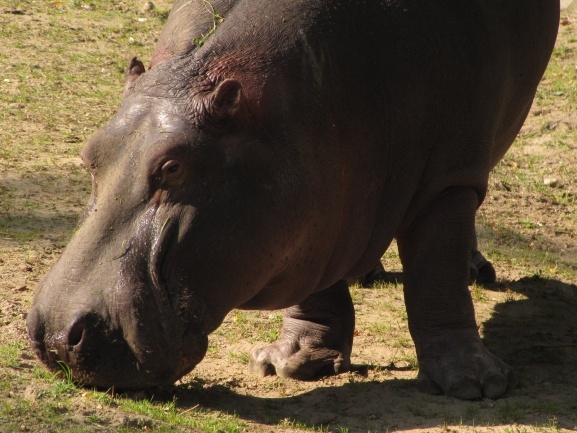 Lwice z gdańskiego ZOO są w ciąży 