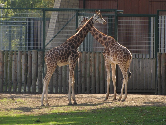 Lwice z gdańskiego ZOO są w ciąży 