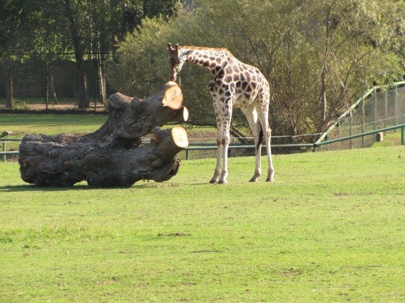 Lwice z gdańskiego ZOO są w ciąży 