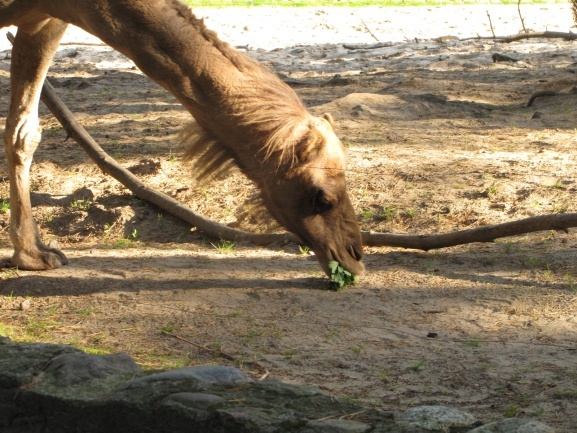 Lwice z gdańskiego ZOO są w ciąży 