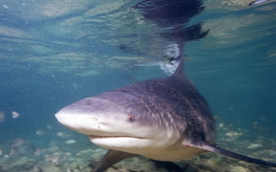 Australia: Zginął surfer zaatakowany przez rekina