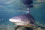 Australia: Zginął surfer zaatakowany przez rekina