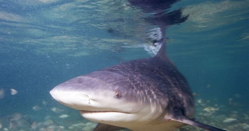 Australia: Zginął surfer zaatakowany przez rekina