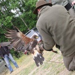 Pokaz ptaków drapeżnych w Polanowie
