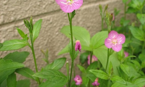 Wiesiołek
