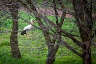 Laudato si'