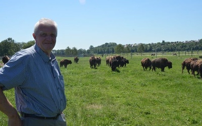 Hodowla bizonów w Kurozwękach 