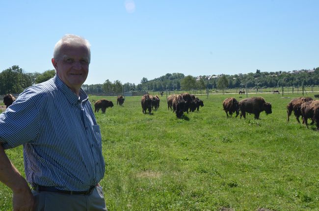 Hodowla bizonów w Kurozwękach 
