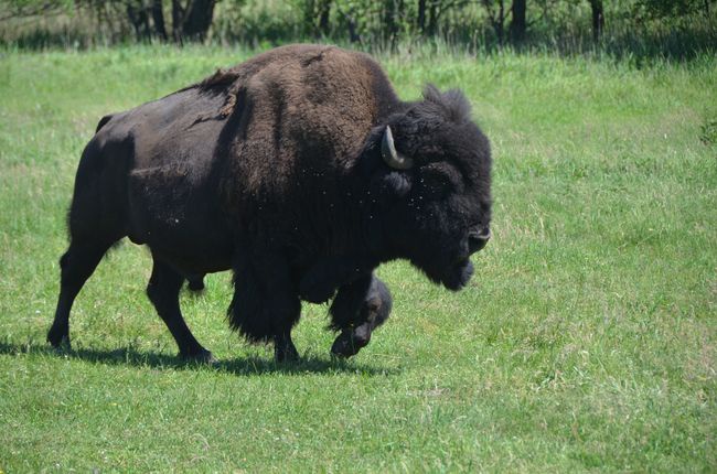 Kurozwęckie bizony