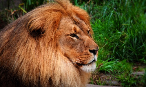 Smutek jest paszczą lwa i łatwo pożera smutnego...