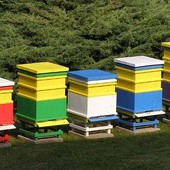 Posłowie jak pszczółki?