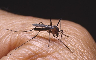 Komary  – zabójcy… swoich