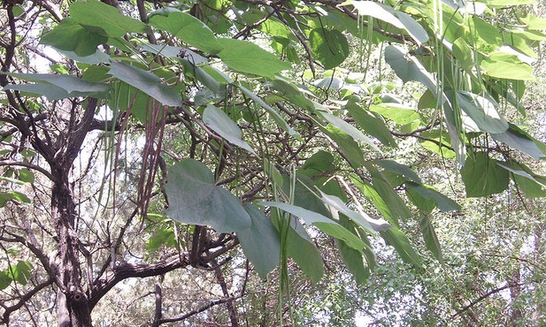 01.07.2015 - Surmia