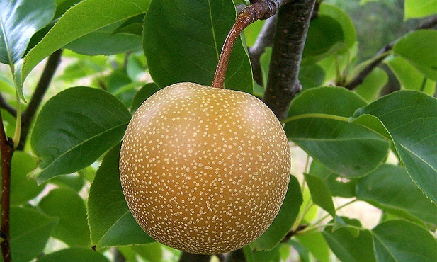 Grusza