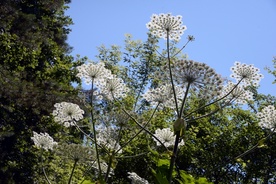 Kwiatostany barszczu Sosnowskiego dochodzą do 50 cm