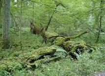 Polsko-amerykańskie badania grzybów i porostów