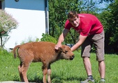  Uratowanego małego bizona bliźniaka nazwano Popiołek 