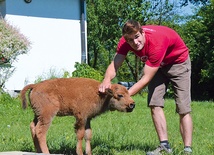  Uratowanego małego bizona bliźniaka nazwano Popiołek 