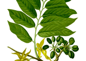 Ylang-ylang
