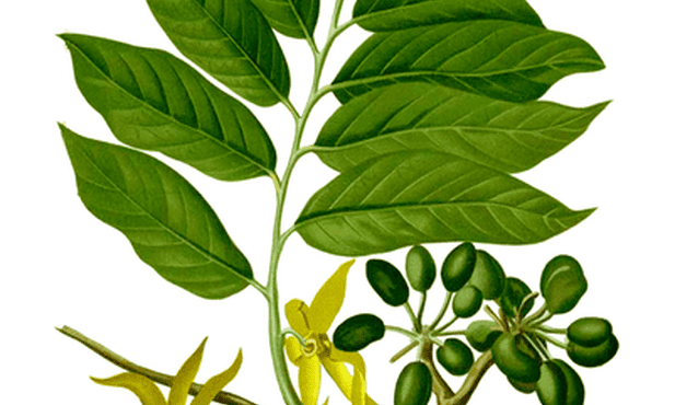 08.07.2015 - Ylang-ylang