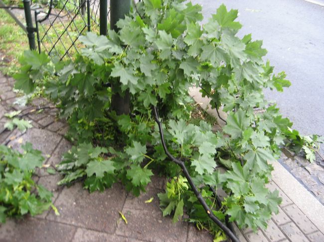 Skutki wichury na krakowskich Plantach