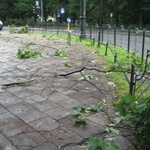 Skutki wichury na krakowskich Plantach