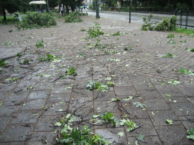 Skutki wichury na krakowskich Plantach