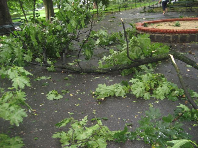 Skutki wichury na krakowskich Plantach