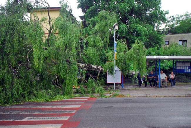 Kraków po wichurze