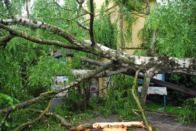 Kraków po wichurze