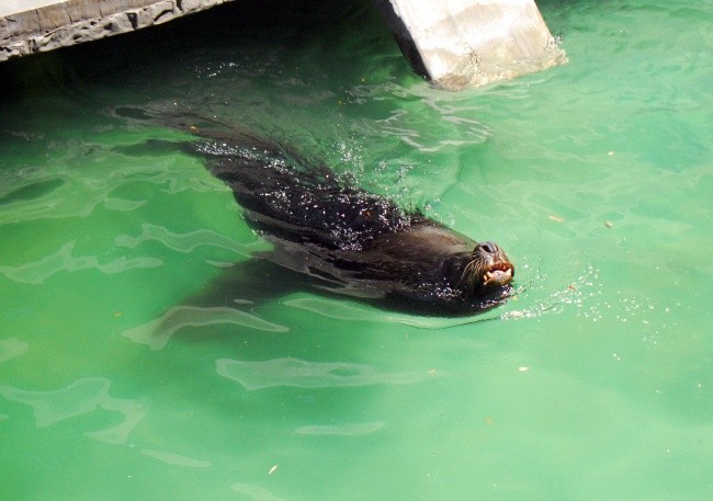 Upały w zoo
