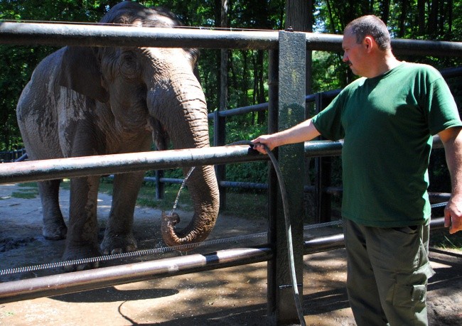 Upały w zoo